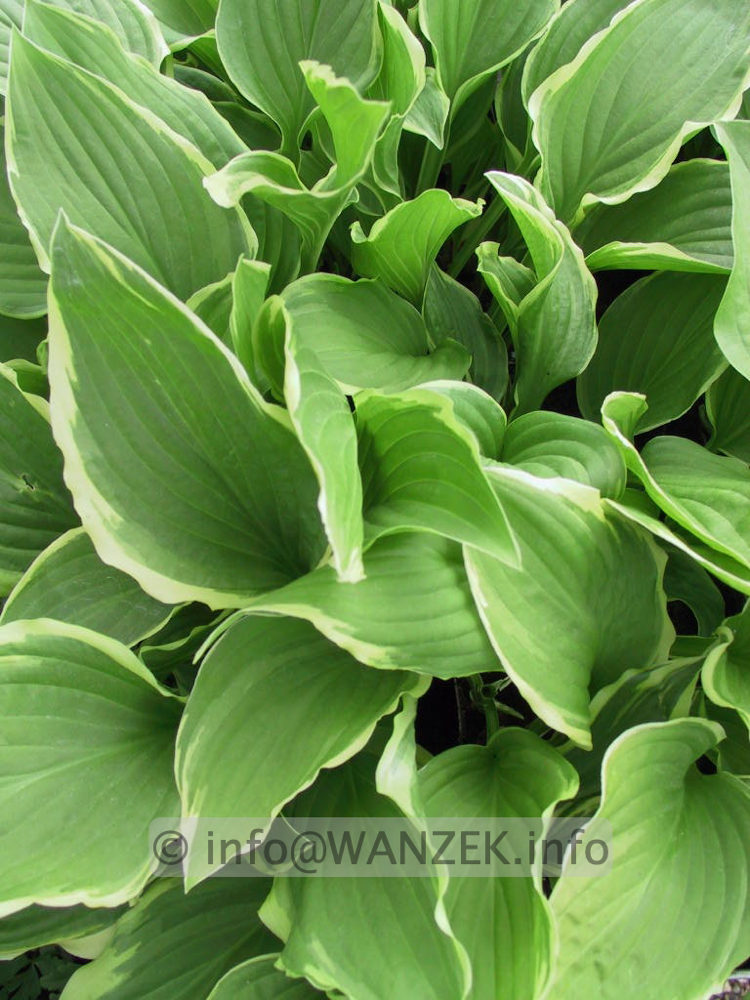Hosta plantaginea Summer Fragrance 09.jpg